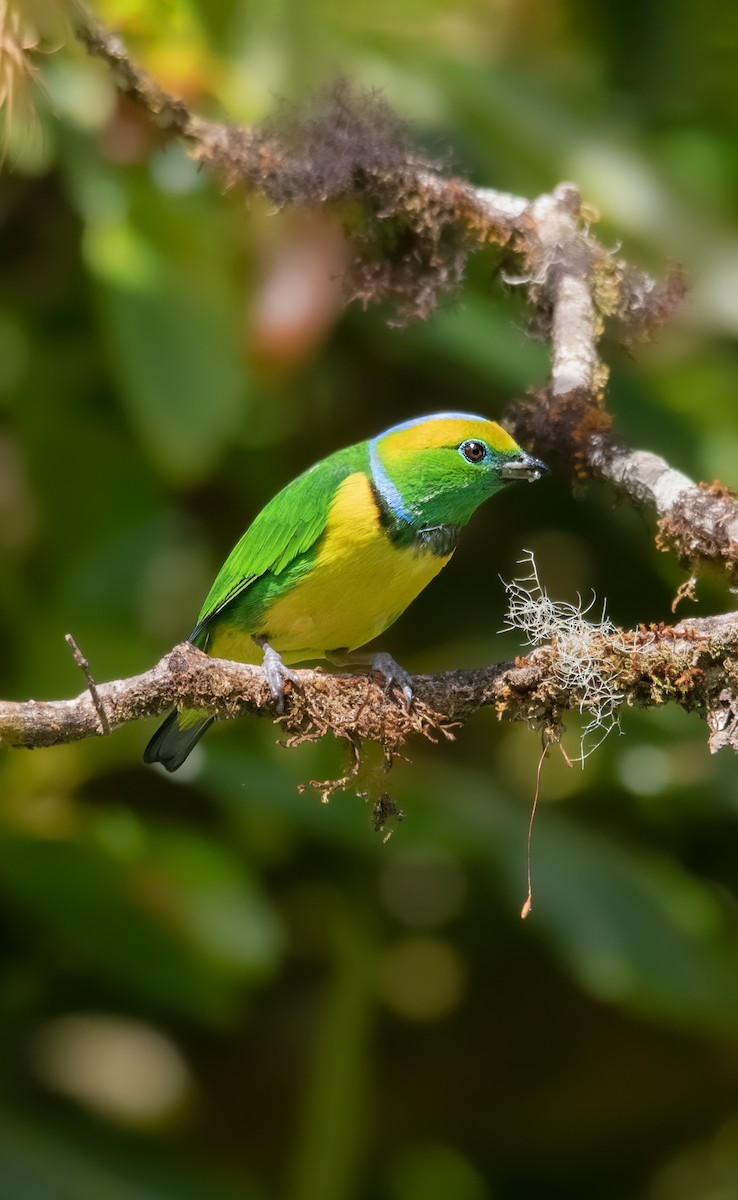 Golden-browed Chlorophonia - Jose Ulate