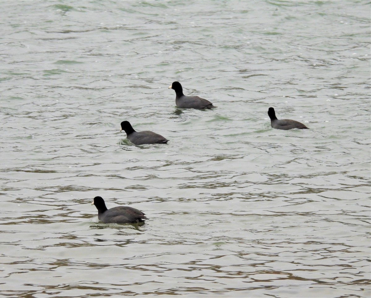 American Coot - ML543954071