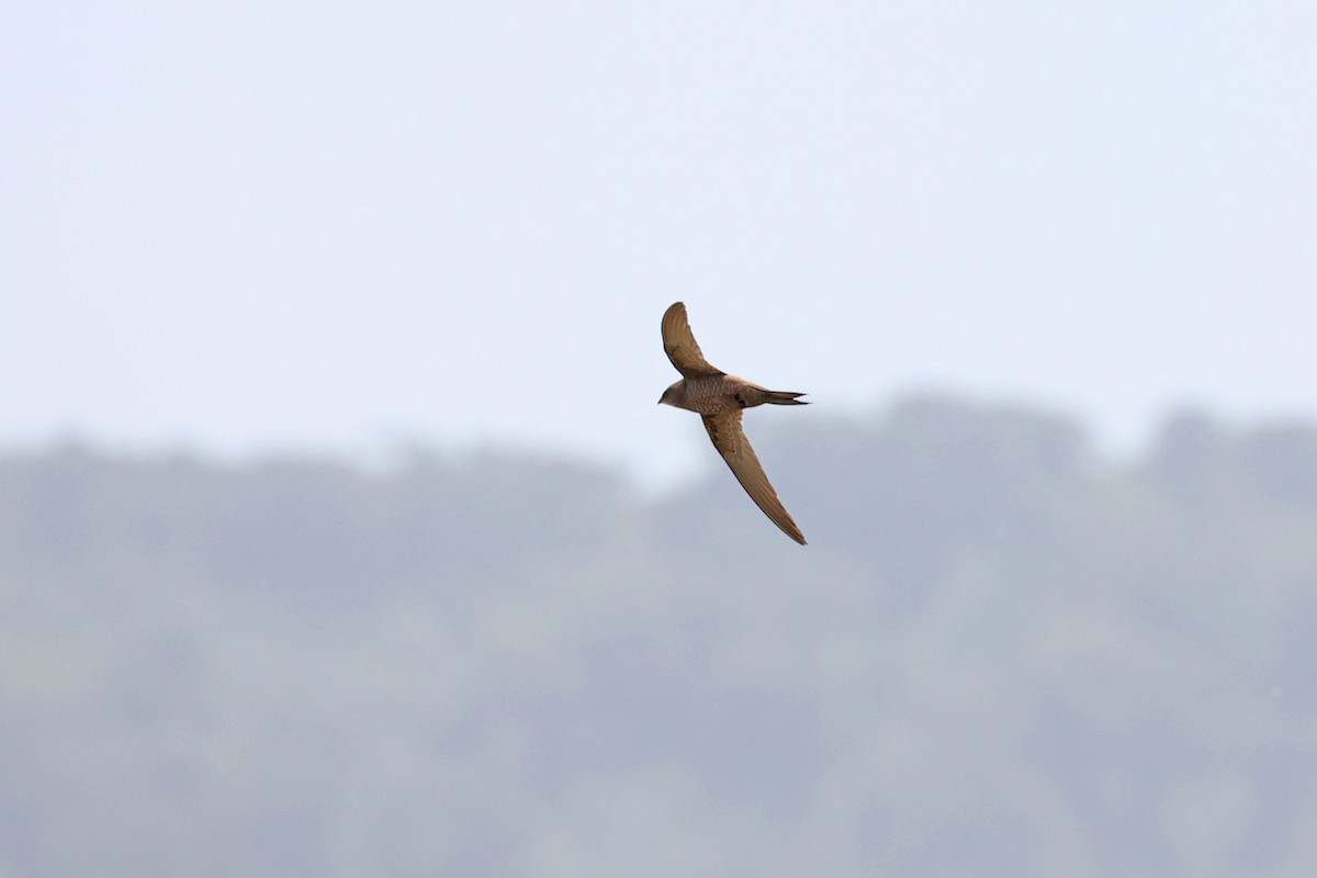 Mottled Swift - Michael O'Brien