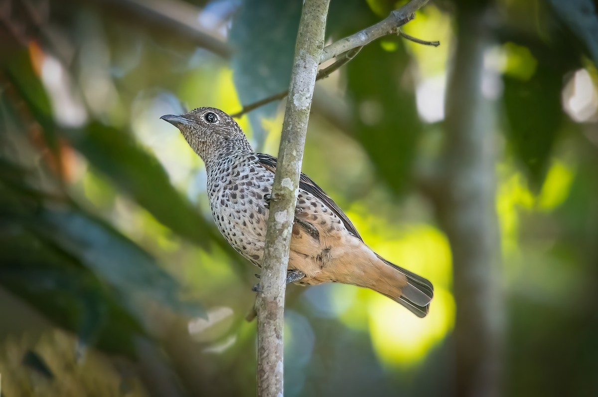 Cotinga Turquesa - ML543955581