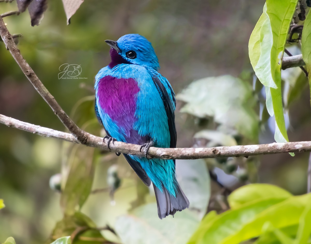 Turquoise Cotinga - Jose Ulate