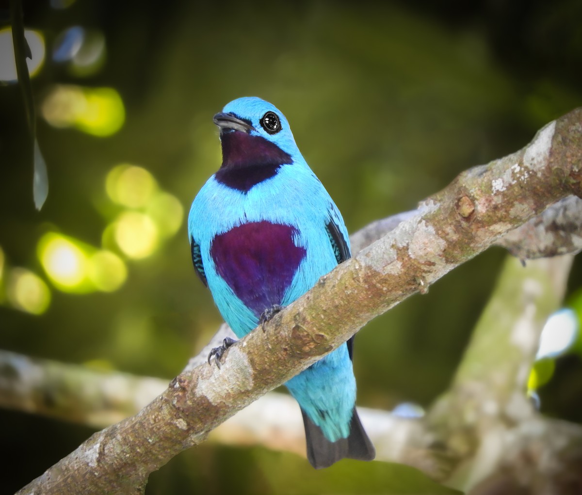 Turquoise Cotinga - Jose Ulate