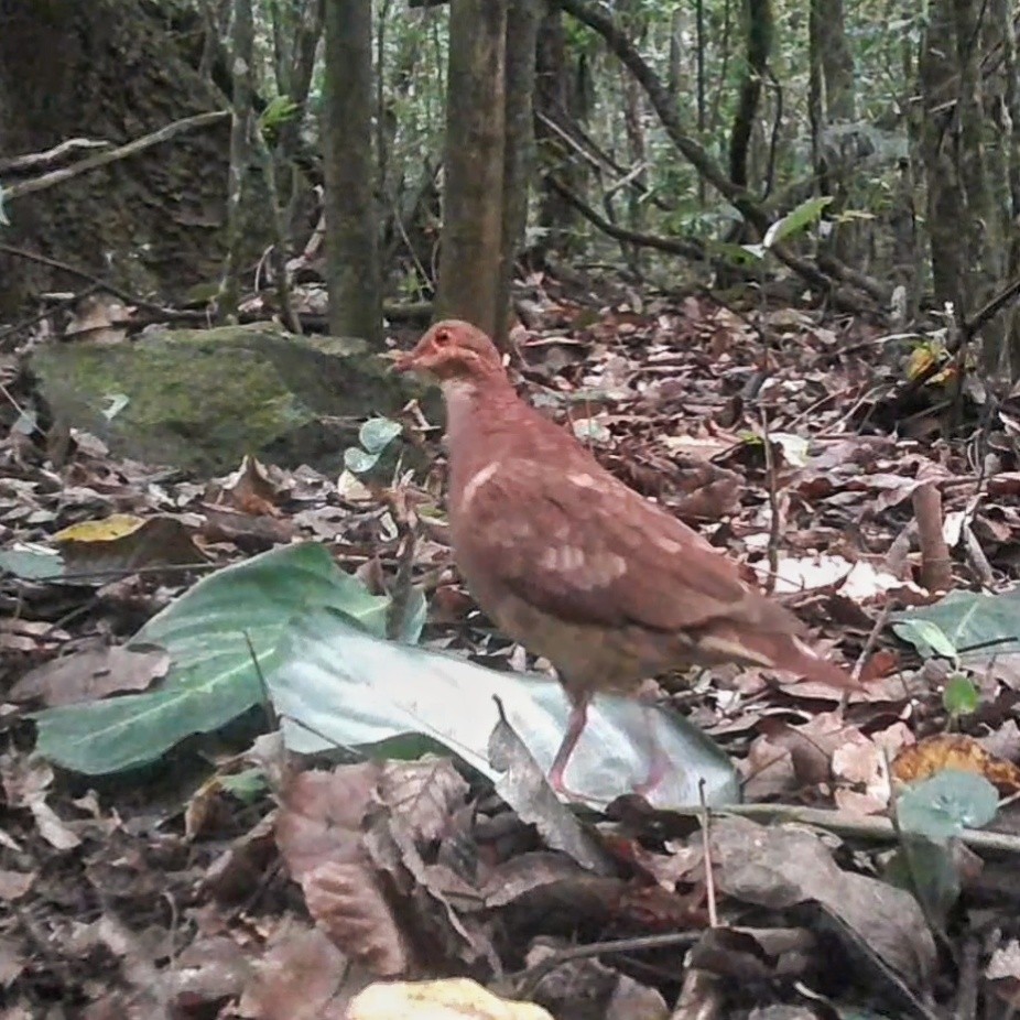 Ruddy Quail-Dove - ML543955951