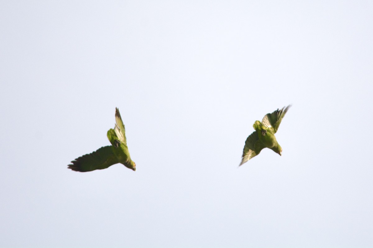 Red-lored Parrot - ML543955981