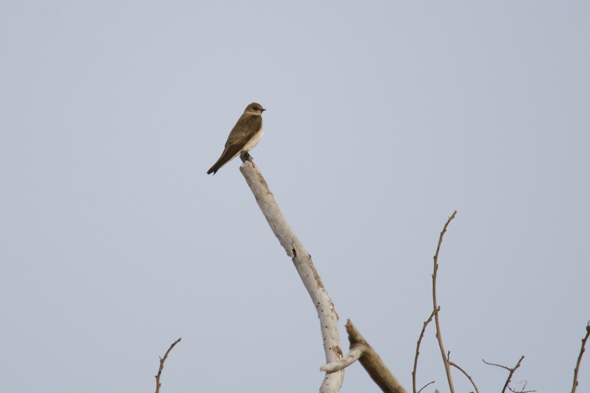 Northern Rough-winged Swallow - Hugo Gonzalez