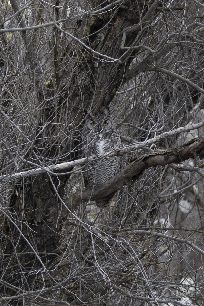 Great Horned Owl - ML543956771