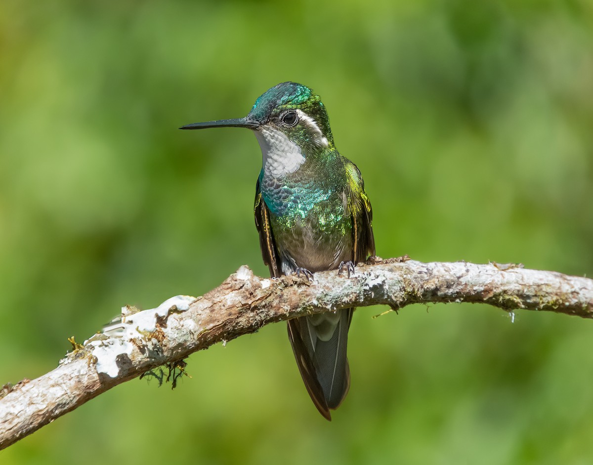 Volcano Hummingbird - ML543957931