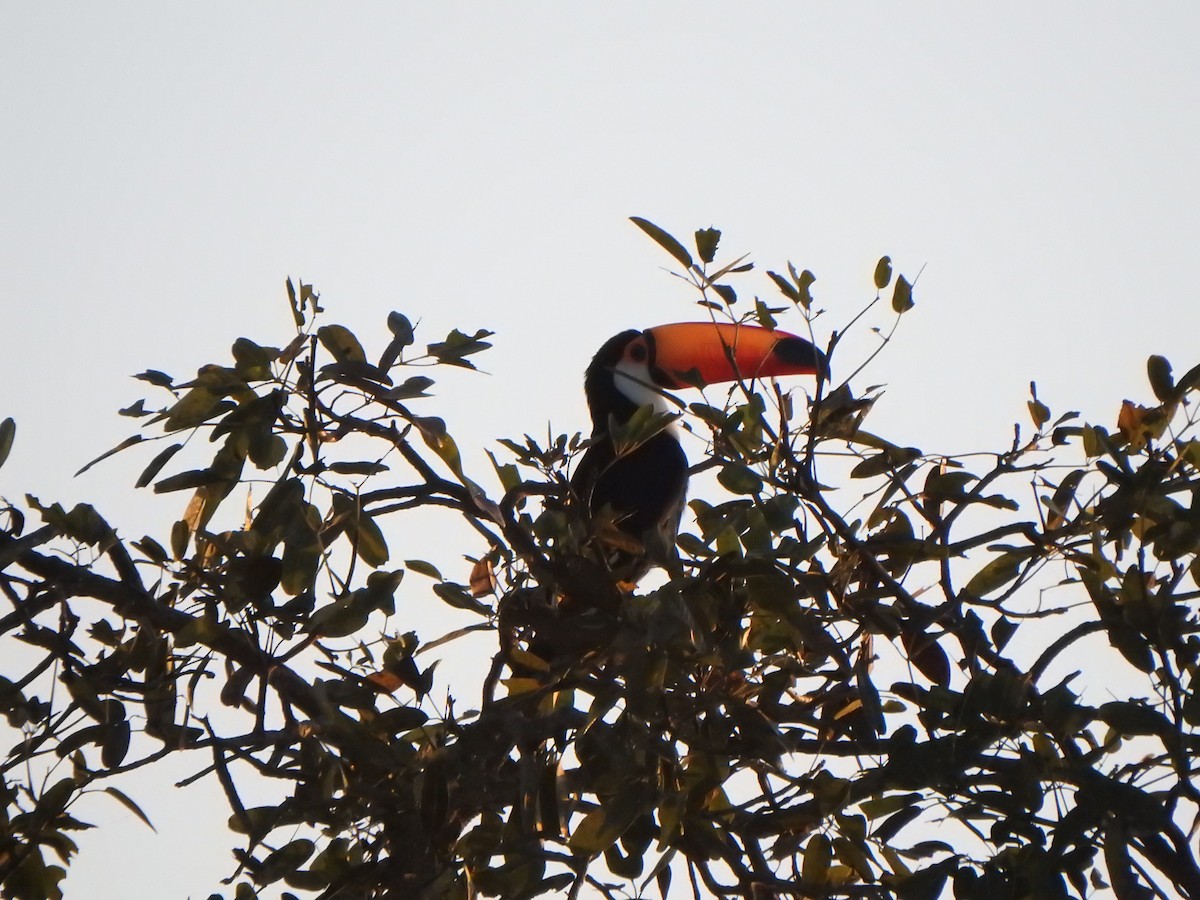 Toco Toucan - Bev Agler