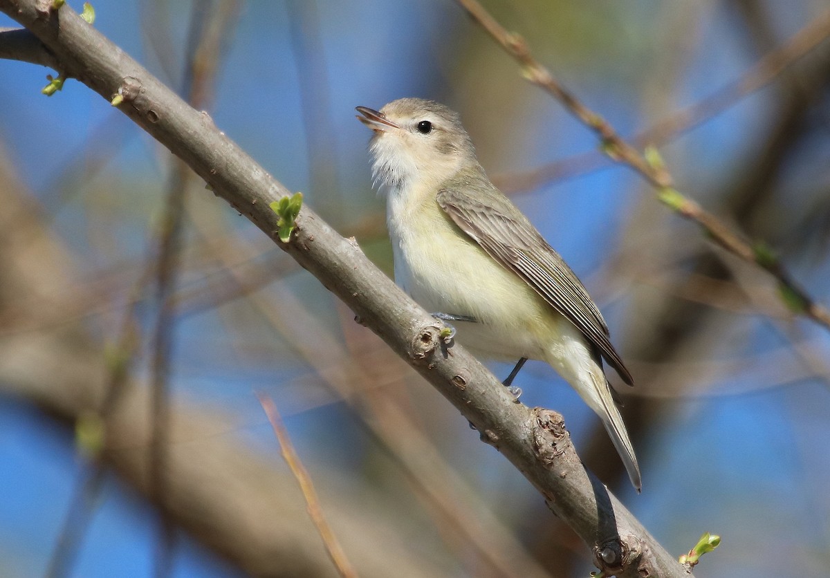 Warbling Vireo - ML54395831