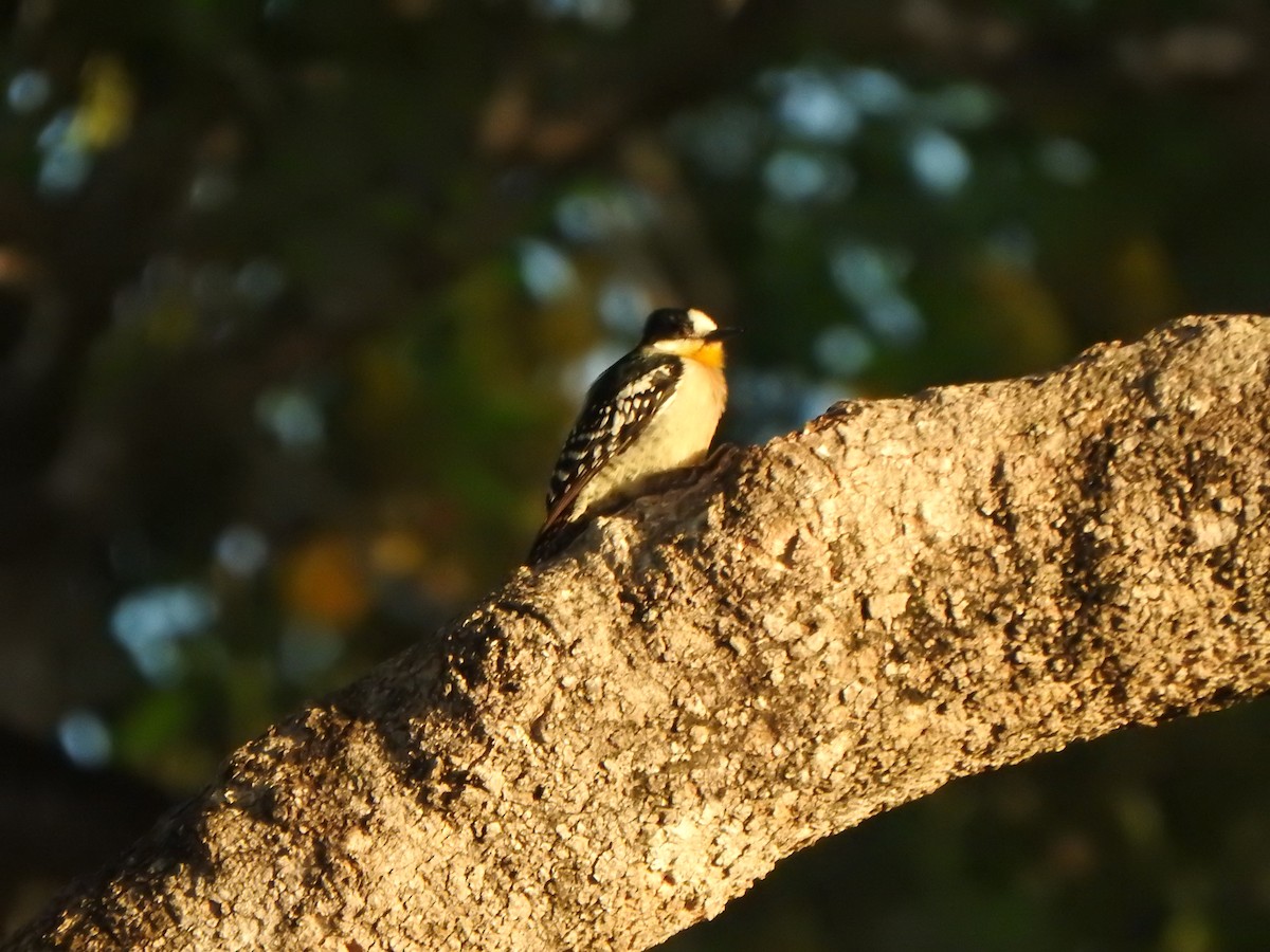 White-fronted Woodpecker - Bev Agler