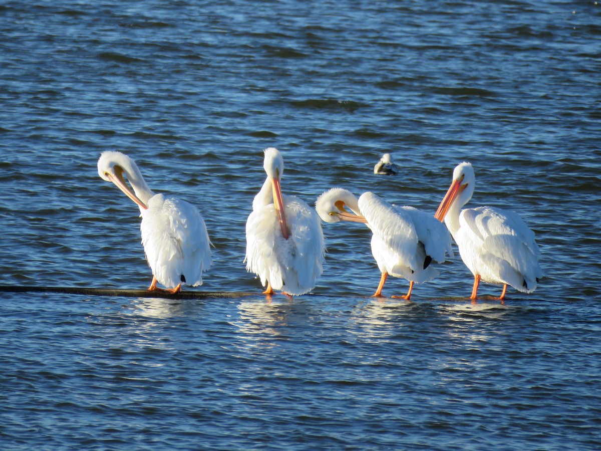 American White Pelican - ML543959291