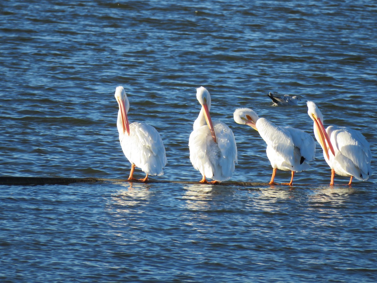 American White Pelican - ML543959521