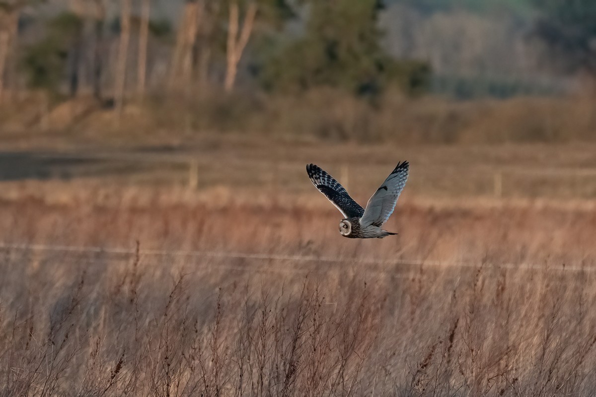 kalous pustovka - ML543959991