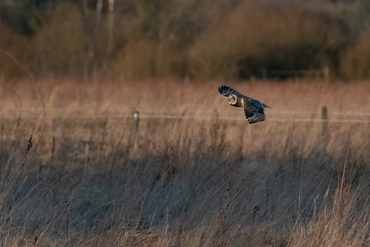 Short-eared Owl - ML543960001