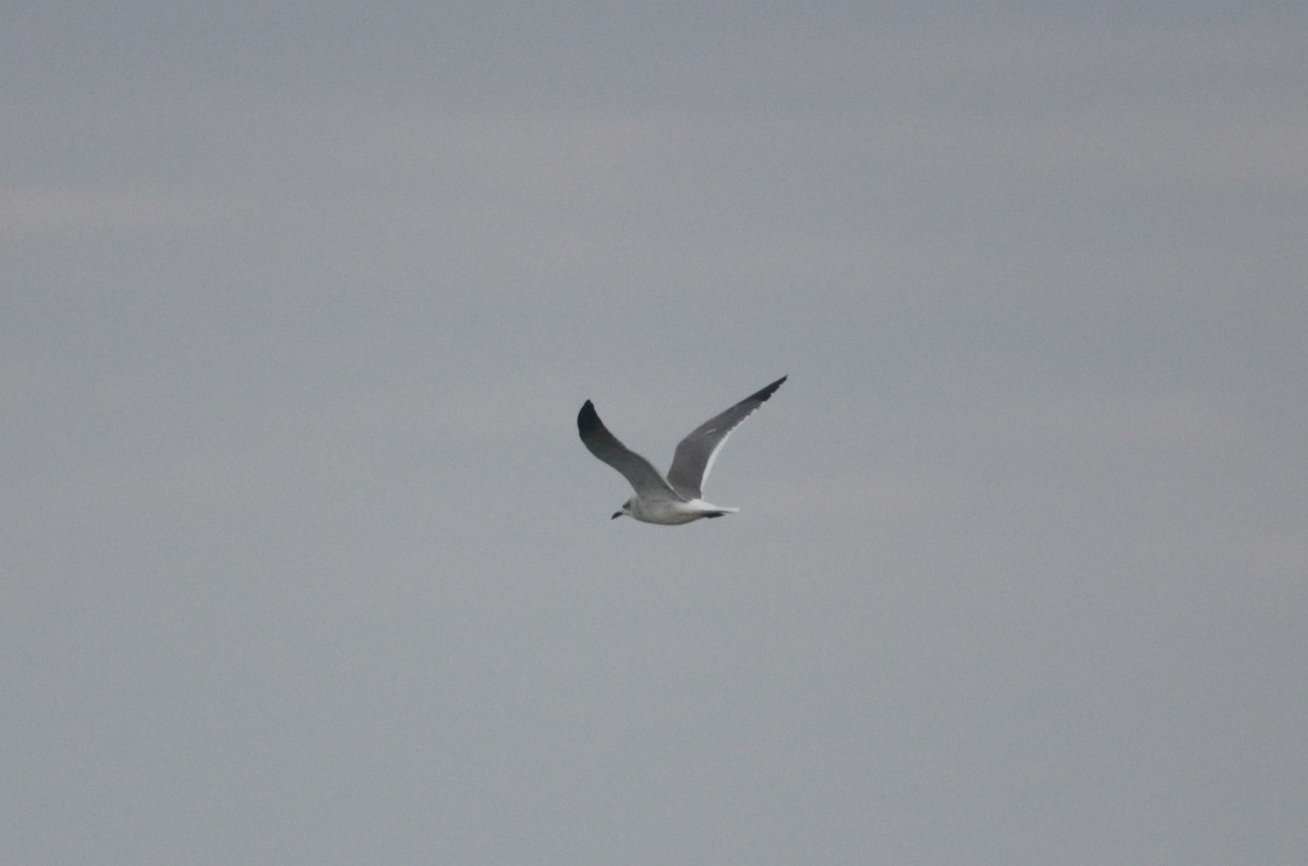 Laughing Gull - ML543960581