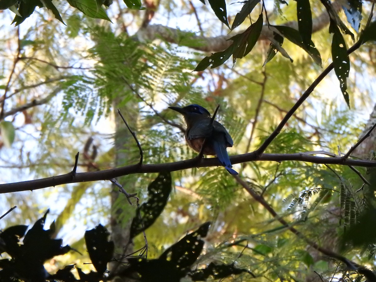 blåpannemotmot - ML543962541