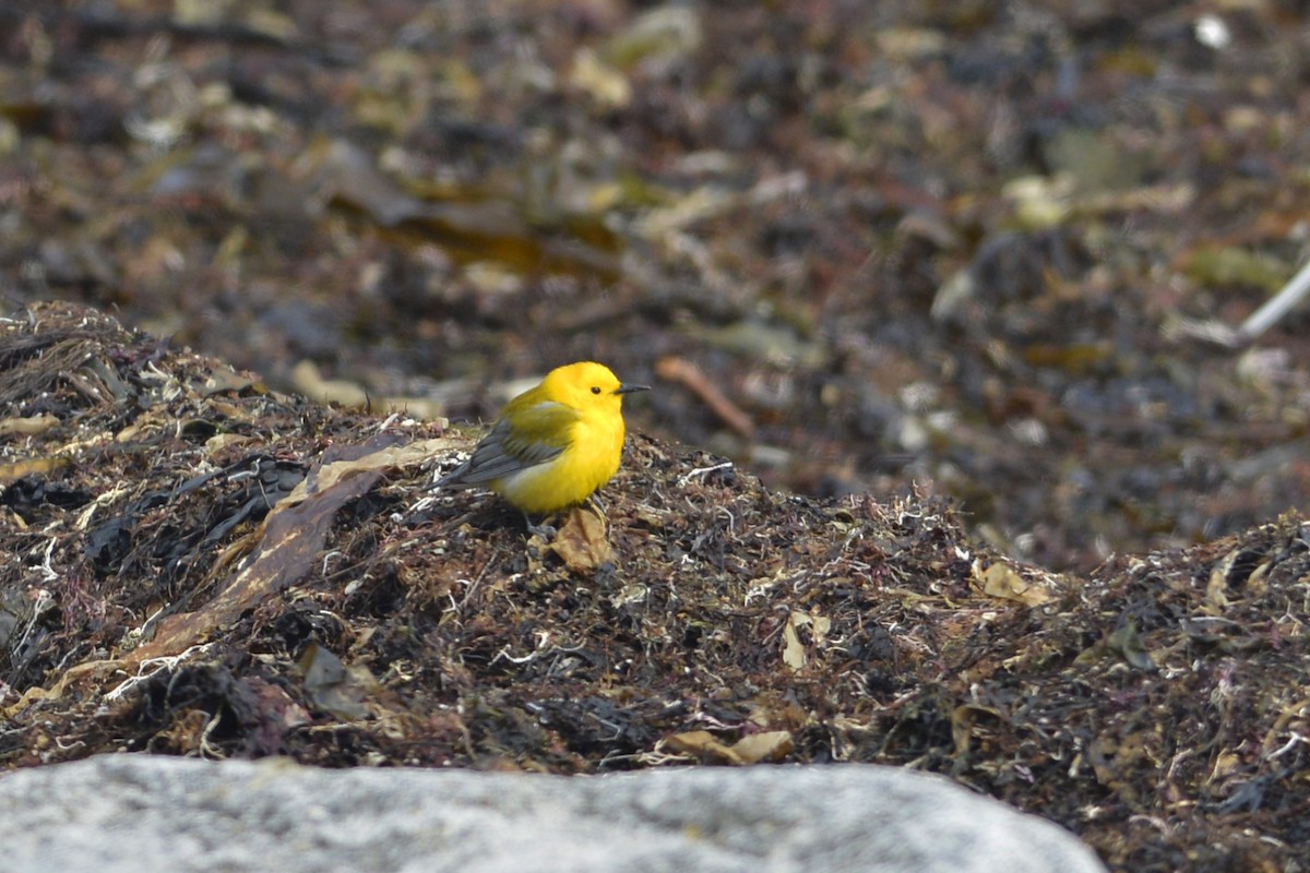 Prothonotary Warbler - ML54396281