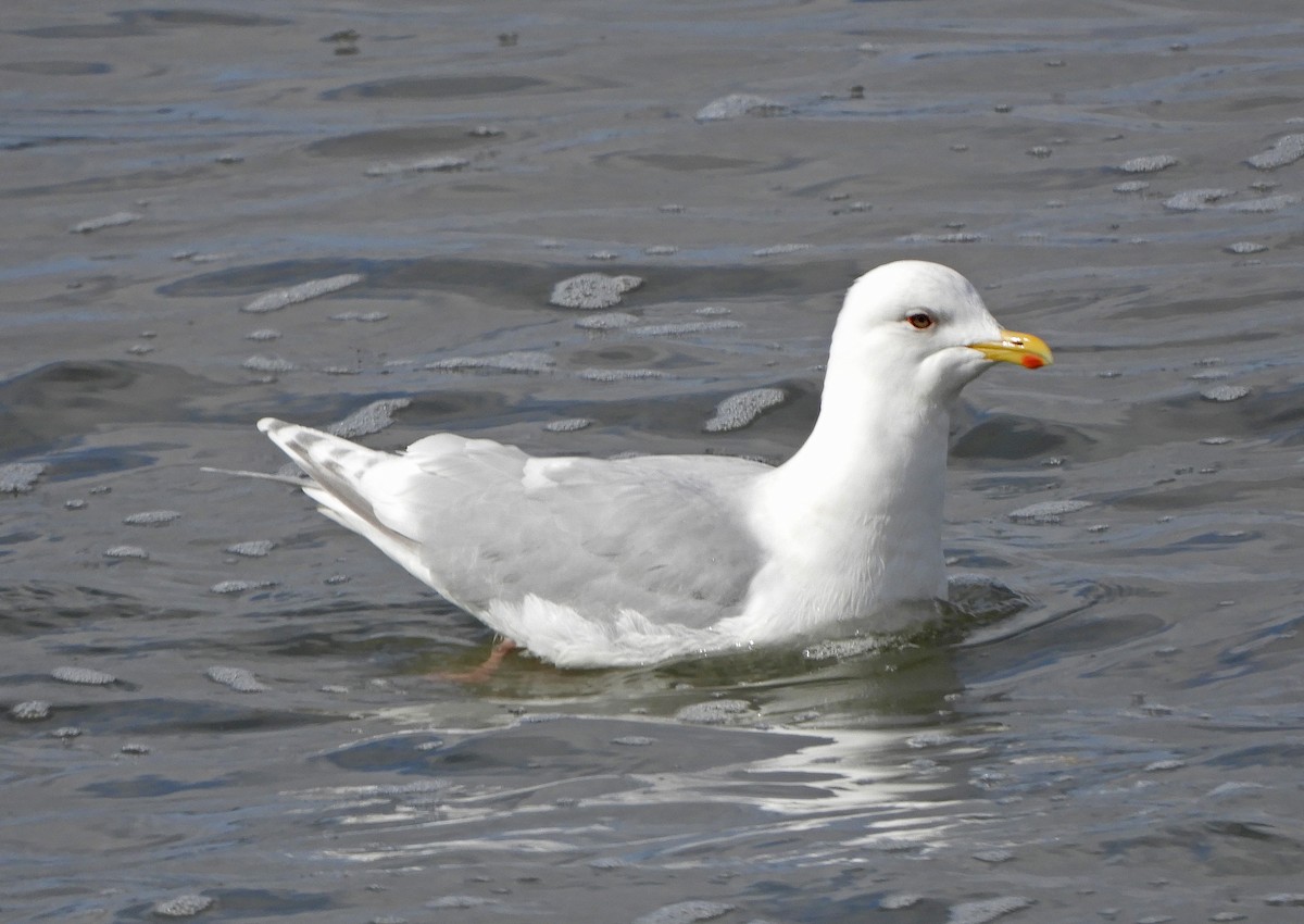 Iceland Gull - ML543964041