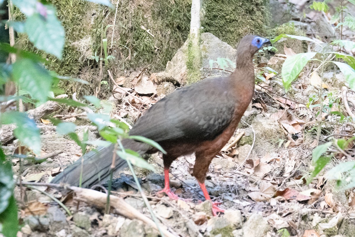 Sickle-winged Guan - ML543965421