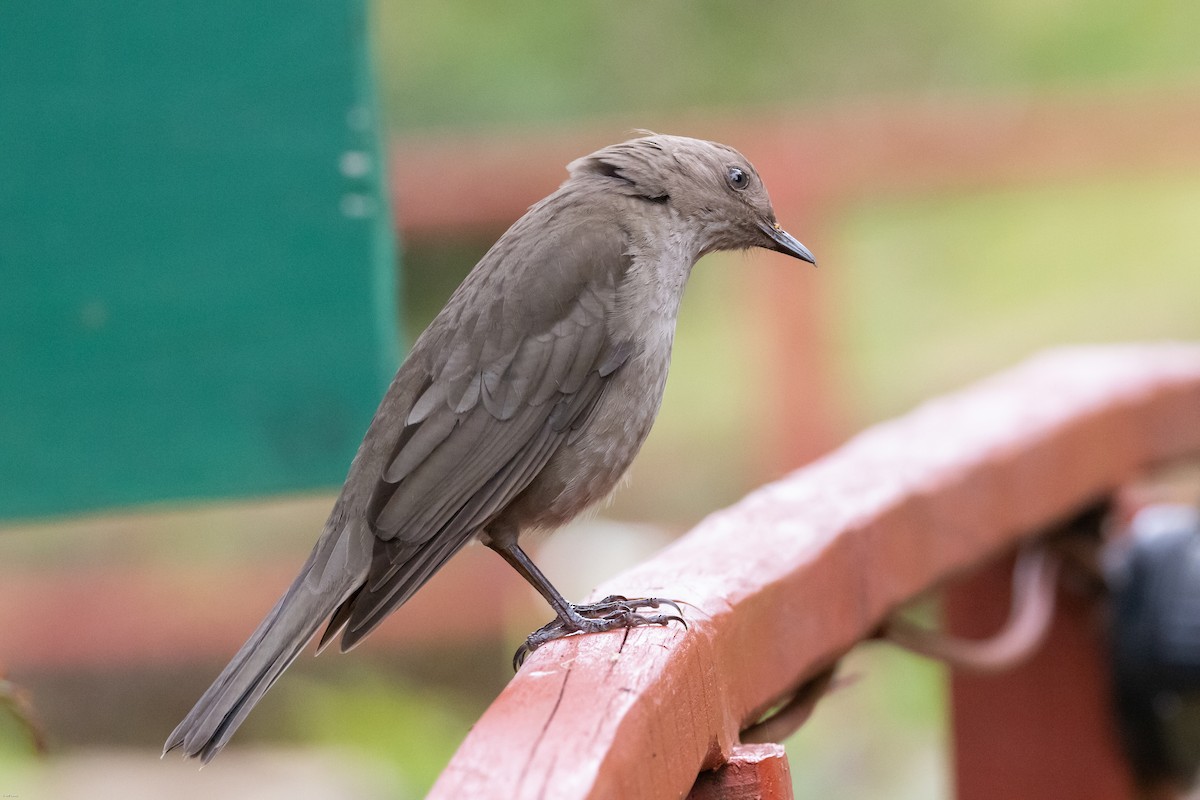 Mountain Thrush - Jeff Lewis