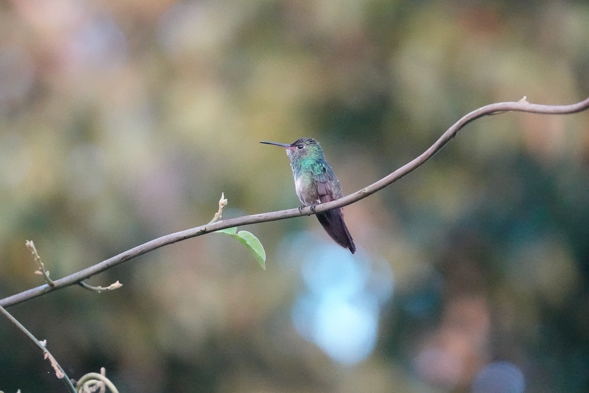 Rufous-tailed Hummingbird - ML543966821