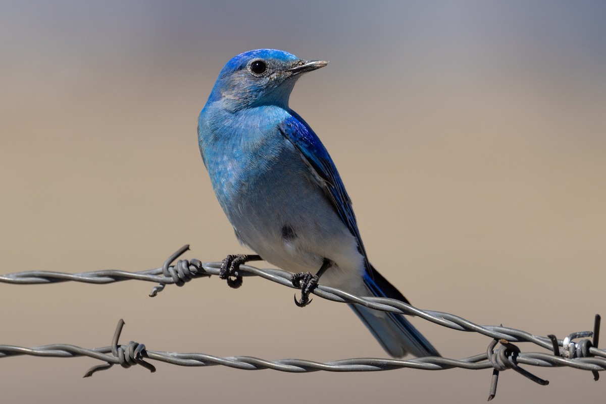 Mountain Bluebird - ML543969371