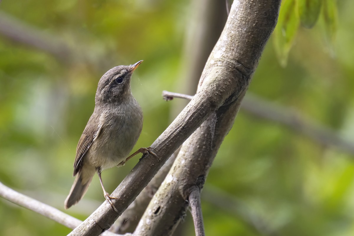 Dusky Warbler - ML543970661