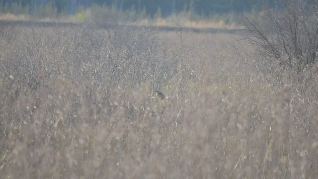 American Bittern - ML543971701