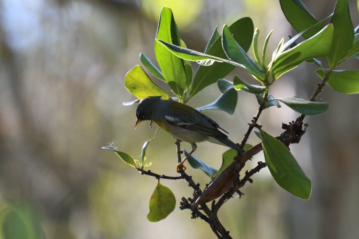 Northern Parula - Hugh Whelan