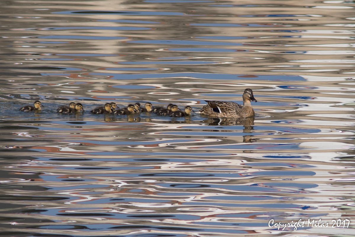 Mallard - ML54397261