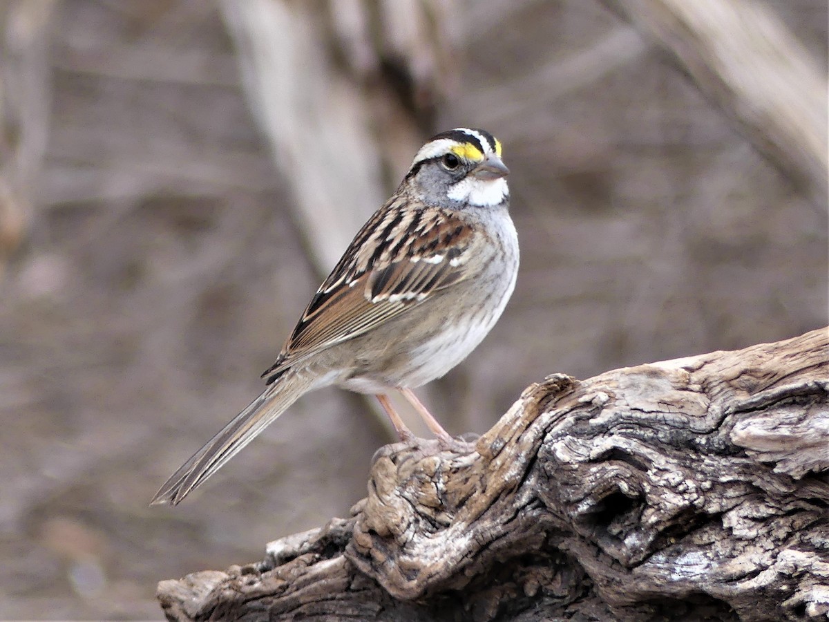 White-throated Sparrow - ML543973011