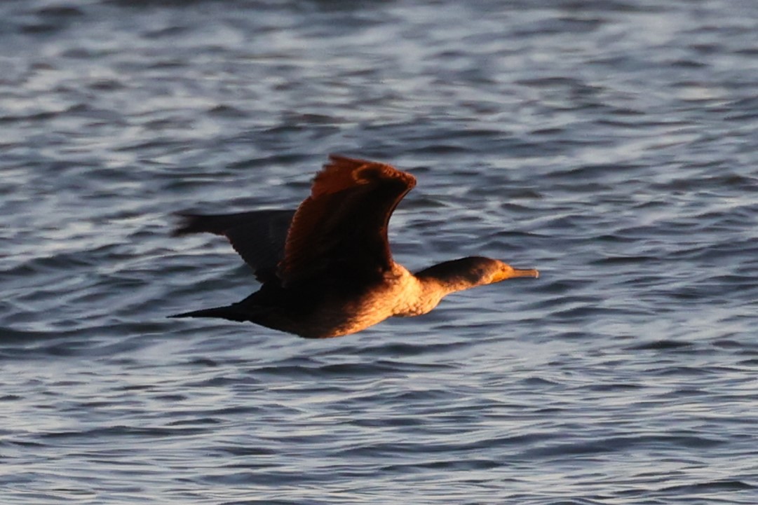 Double-crested Cormorant - ML543973051