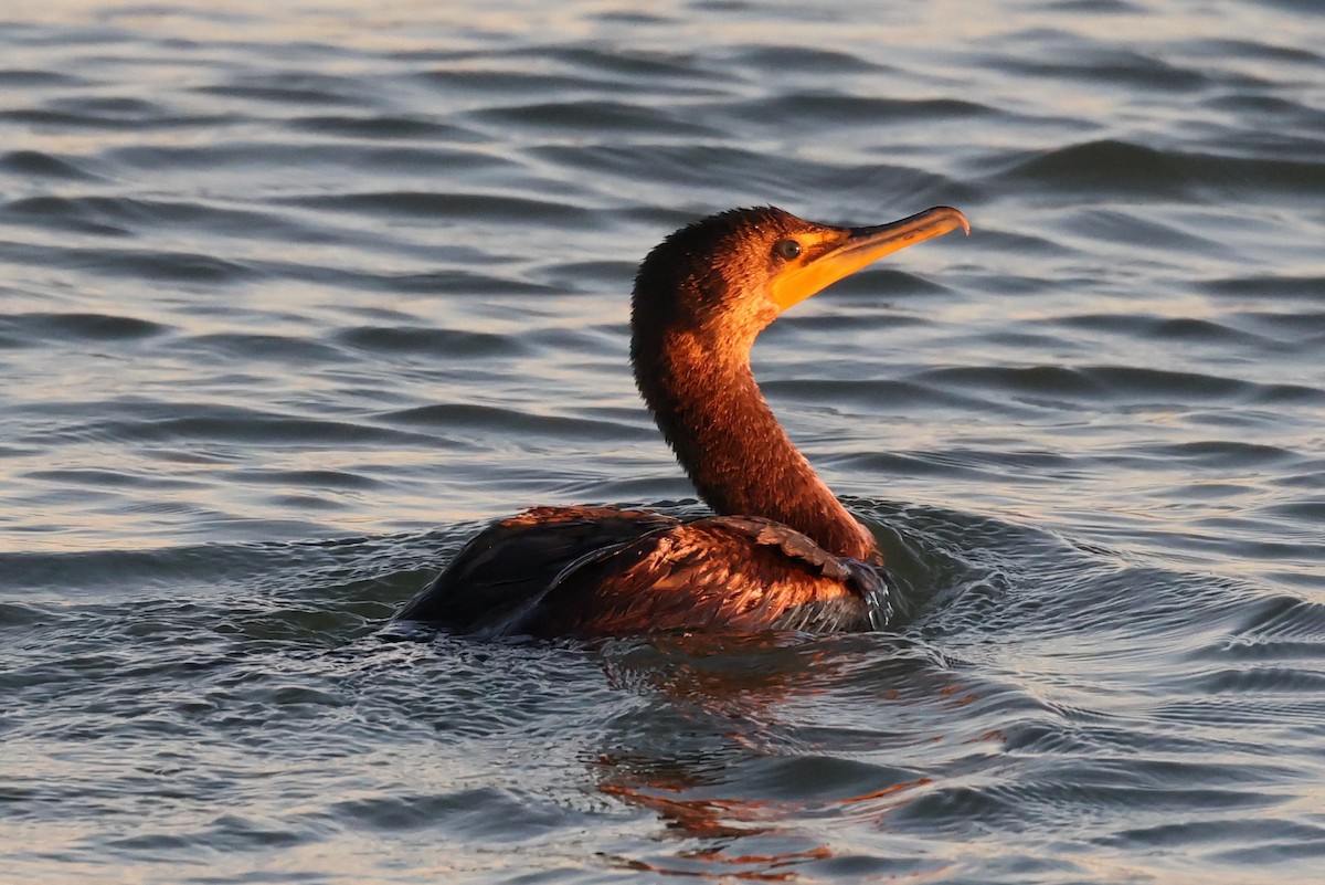 Double-crested Cormorant - ML543973061