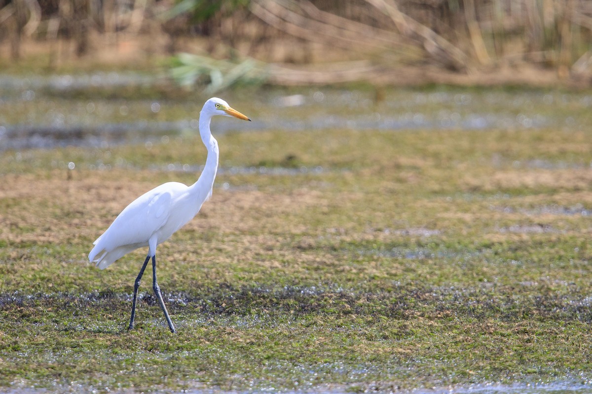 Medium Egret - Michael Stubblefield