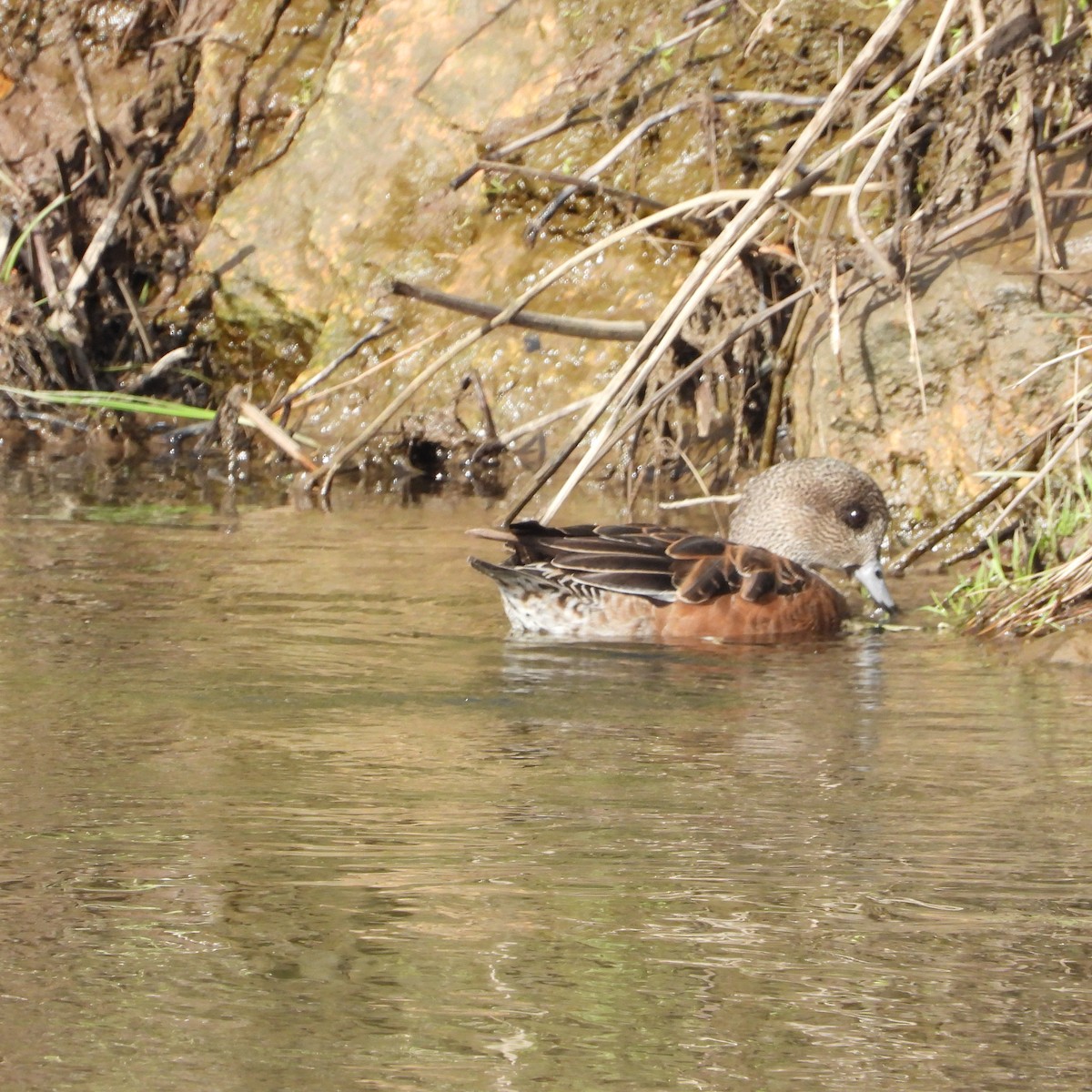 American Wigeon - Manuel Velasco Graña