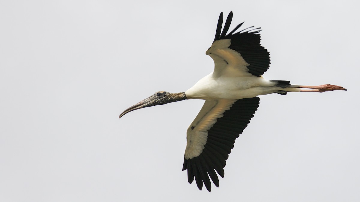 Wood Stork - Gates Dupont