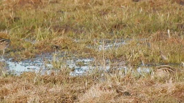 Wilson's Snipe - ML543974591