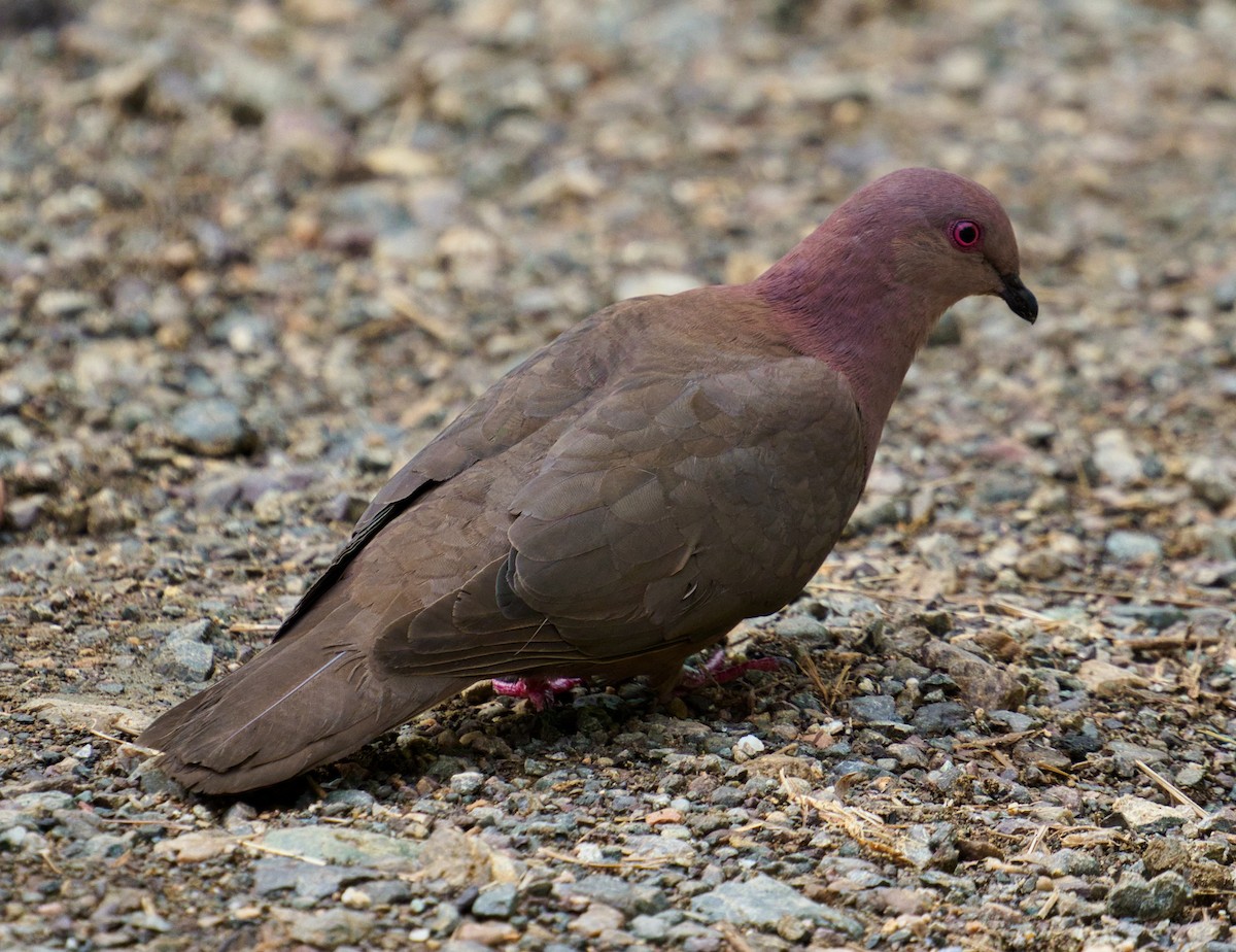 Short-billed Pigeon - teambergie Bergstrom