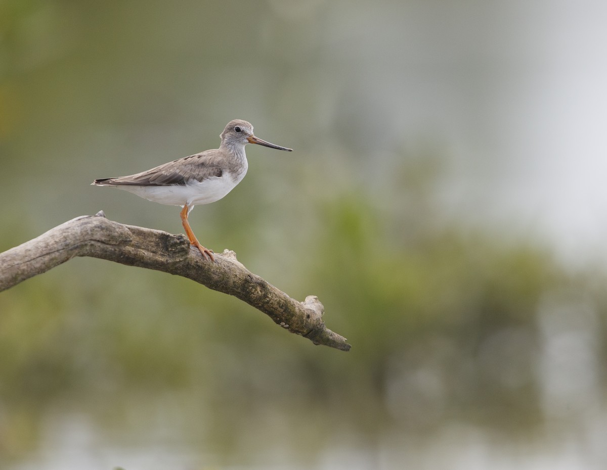 Terek Sandpiper - ML543975421