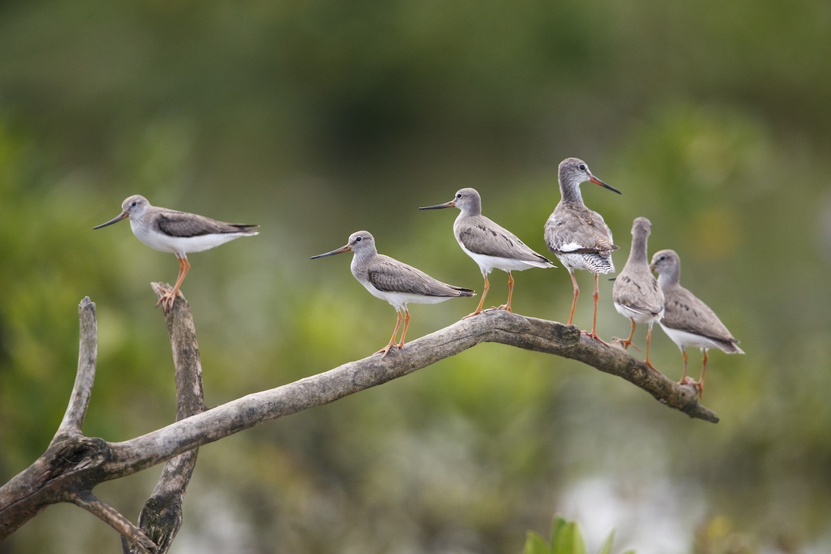 Terek Sandpiper - ML543975461