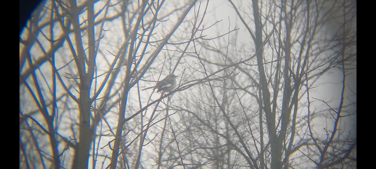 Northern Mockingbird - ML543977081