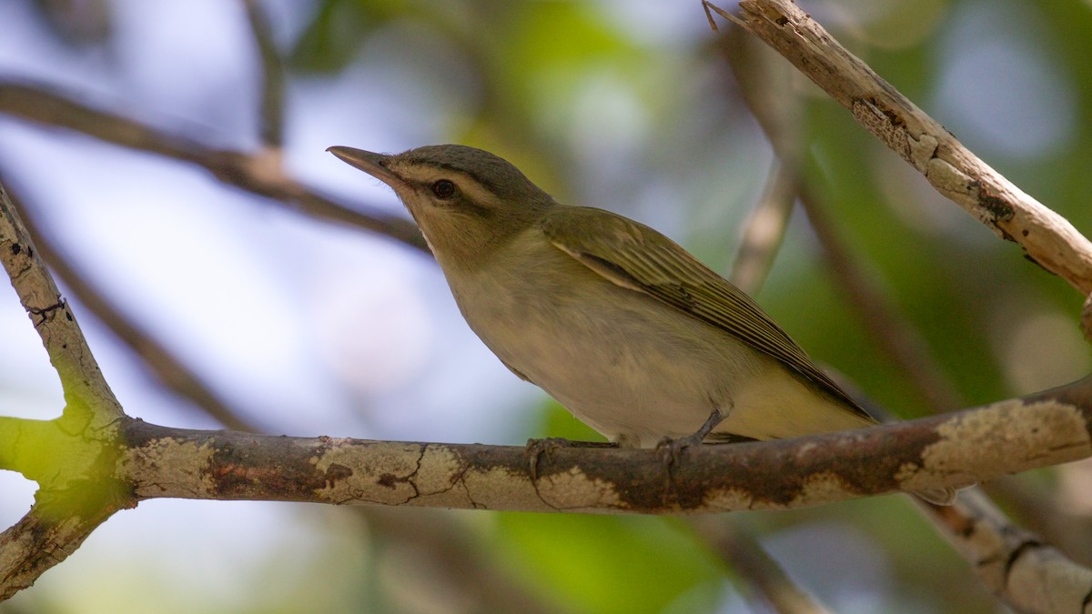 Black-whiskered Vireo - ML54397761