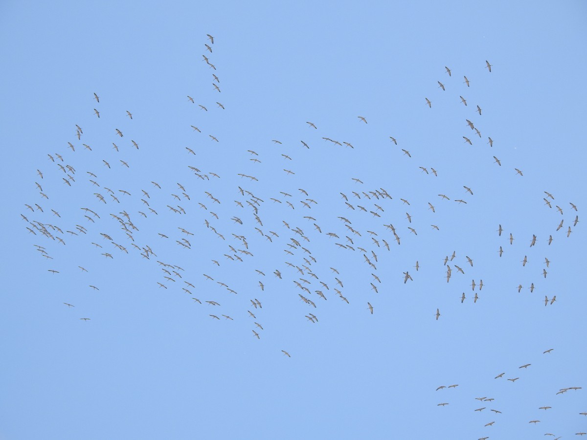 Common Crane - ML543978031