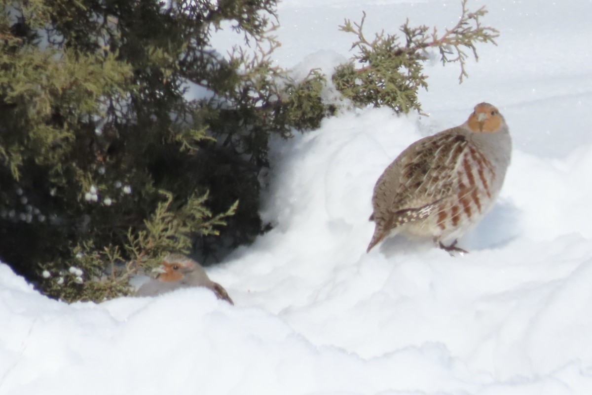 Gray Partridge - ML543978401