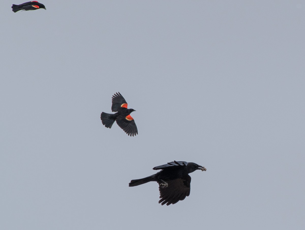 American Crow - Sheila and Ed Bremer