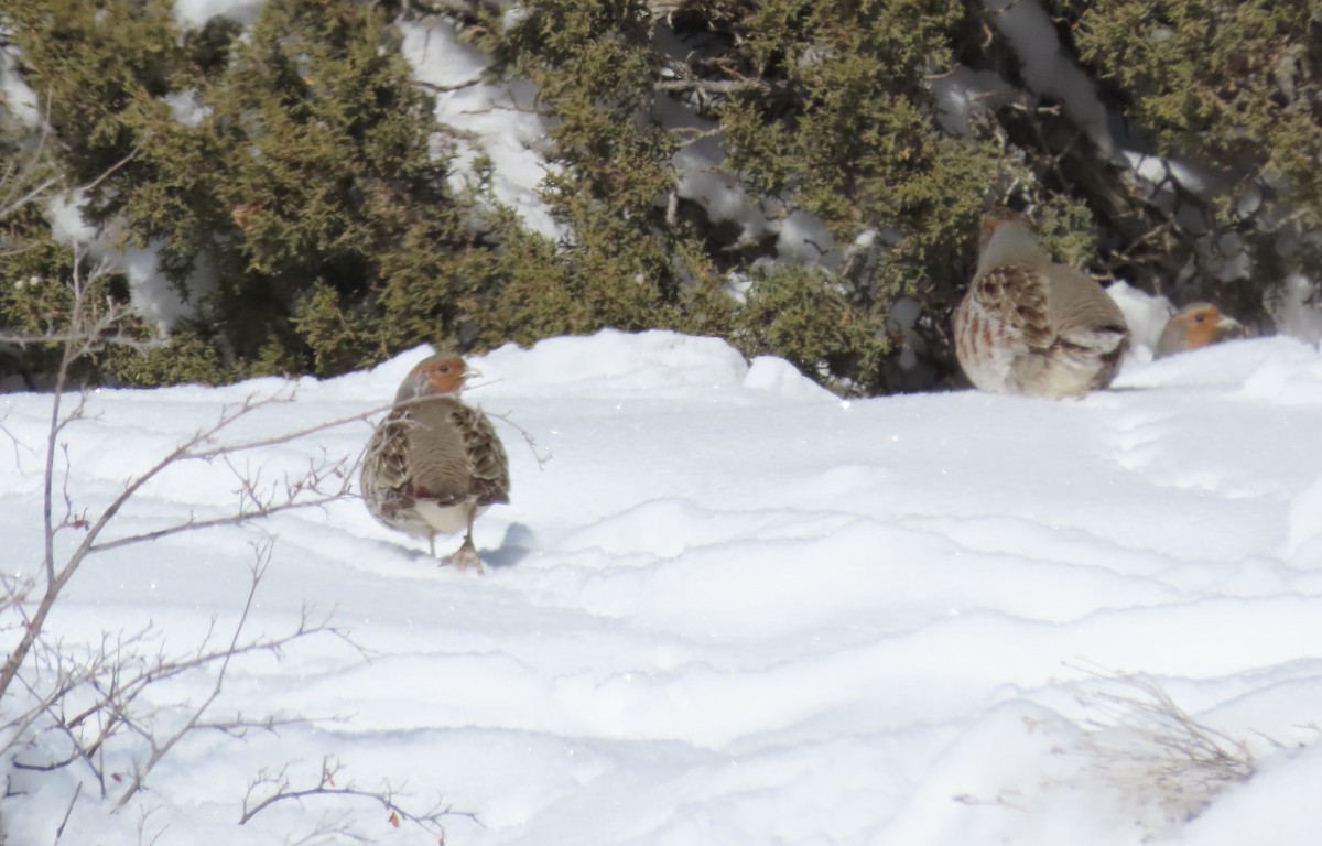 Gray Partridge - ML543978451