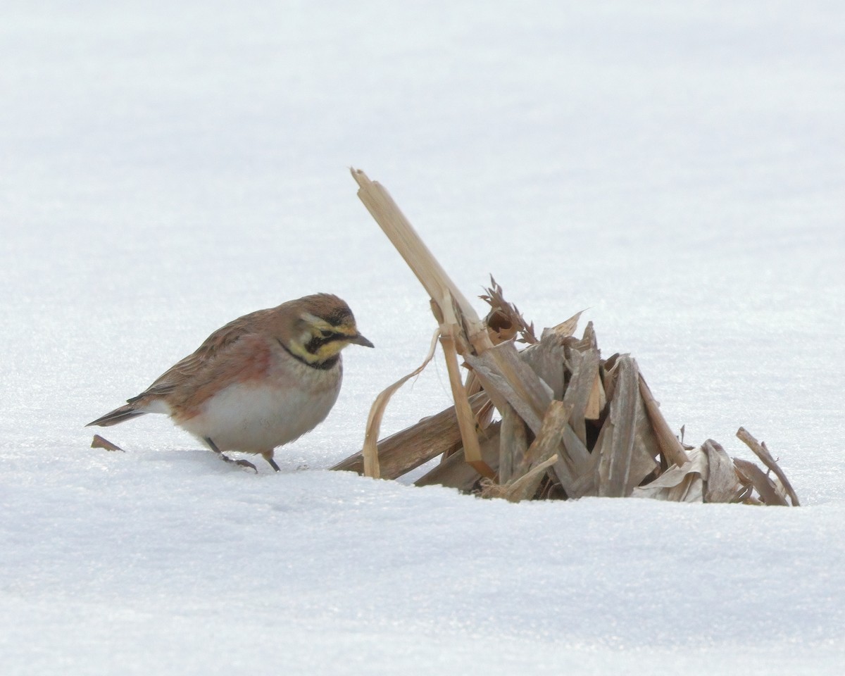 Horned Lark - ML543978731