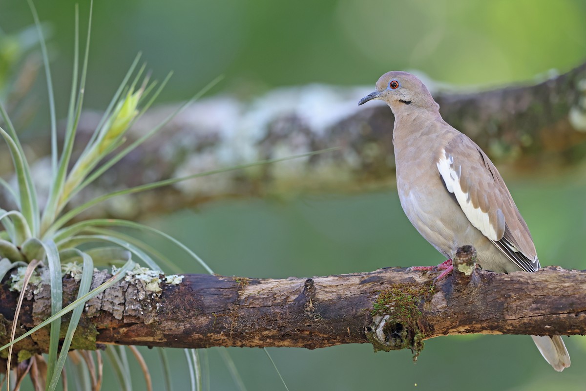 White-winged Dove - ML543978741