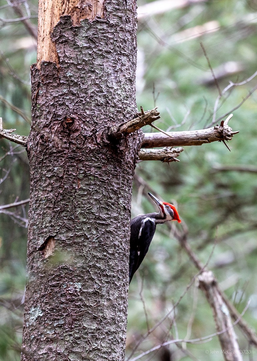 Pileated Woodpecker - ML543978801