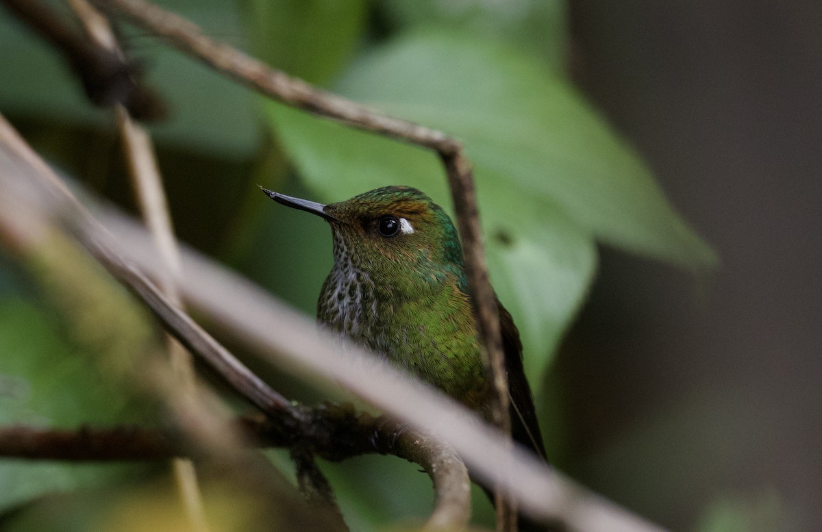 Fleckenbauchkolibri - ML543980471